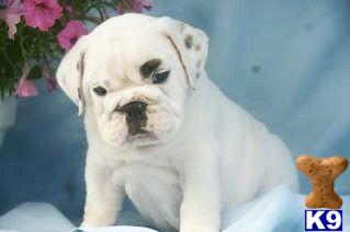 English Bulldog Puppies for Sale